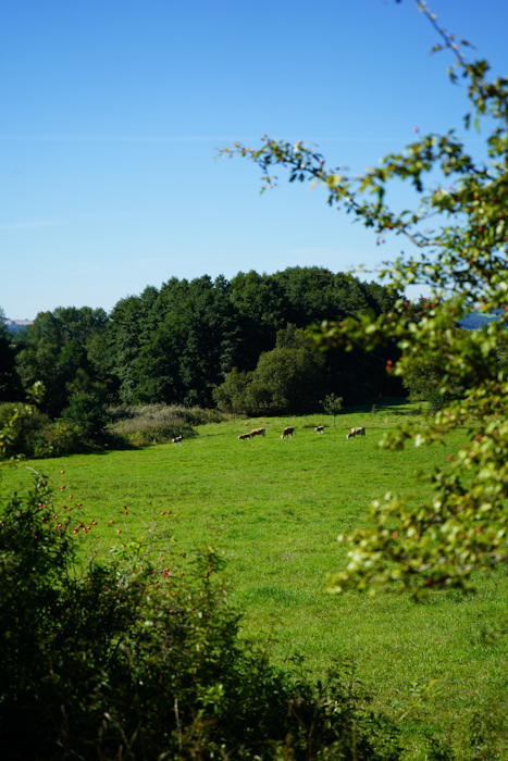 Route 10 Sparkasse Vogtland